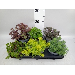 Sedum   ...