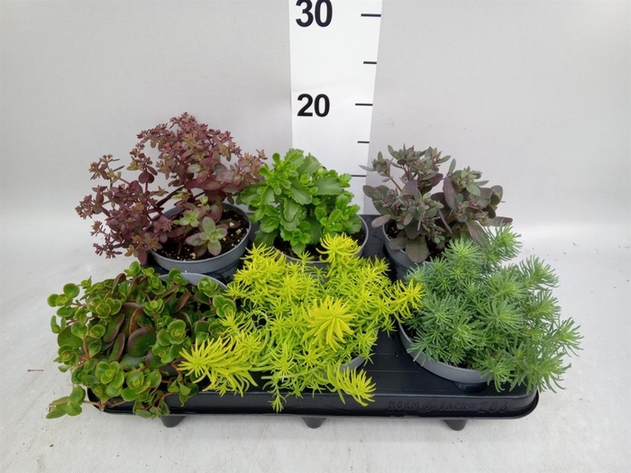 <h4>Sedum   ...</h4>