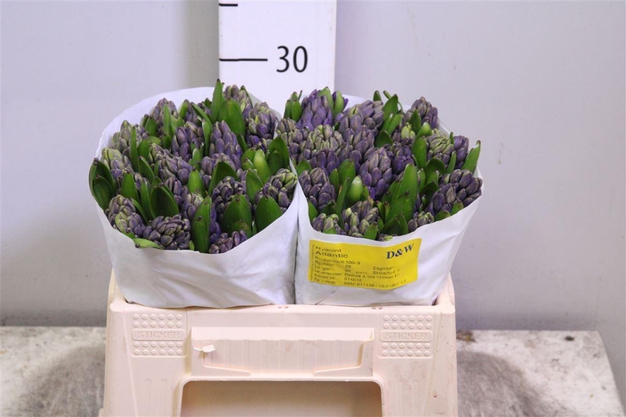 <h4>Hyac Atlantic</h4>