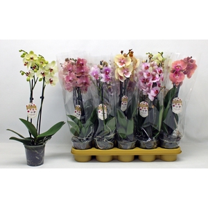 PHAL GEM