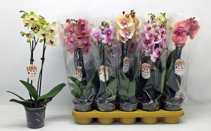 <h4>PHAL GEM</h4>