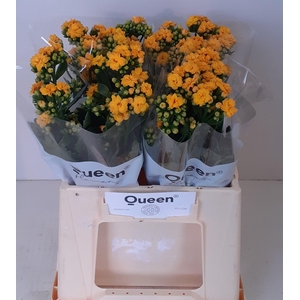 Kalanchoe 'Blazing Yellow'