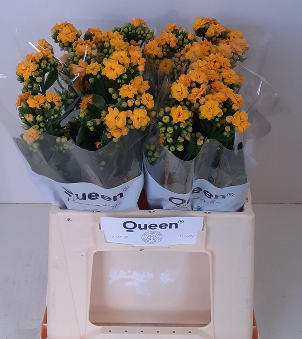 <h4>Kalanchoe 'Blazing Yellow'</h4>