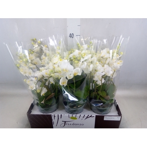 Phalaenopsis multi.   ...white