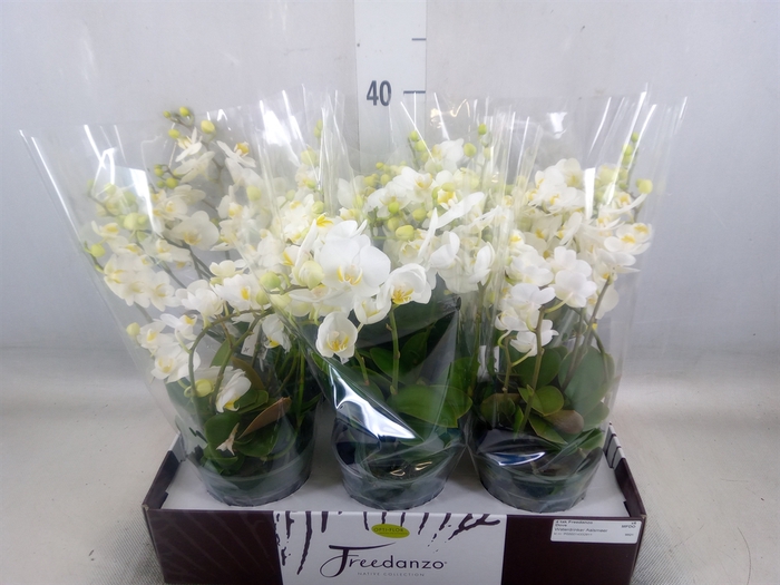 <h4>Phalaenopsis multi.   ...white</h4>