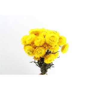 Dried Helichrysum Yellow Bunch