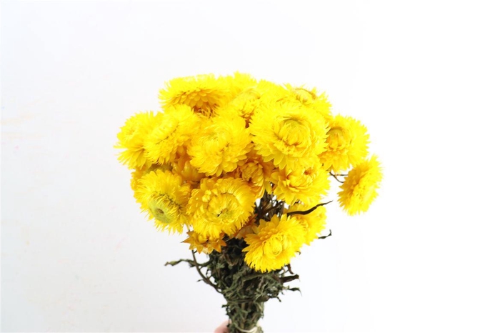 <h4>Dried Helichrysum Yellow Bunch</h4>