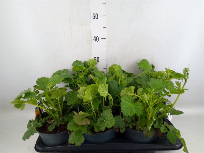 <h4>Geum chiloense 'Lady Stratheden'</h4>