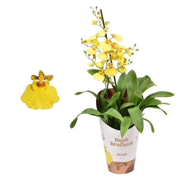 <h4>Oncidium minder vertakt 1 tak kort 12 cm</h4>