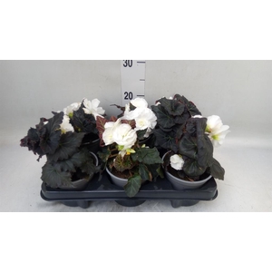 Begonia