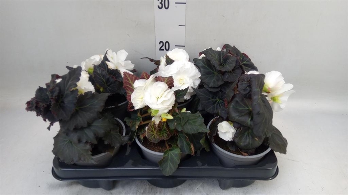 <h4>Begonia</h4>