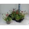 Achi Millefolium