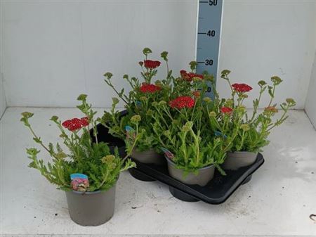 <h4>Achillea millefolium</h4>
