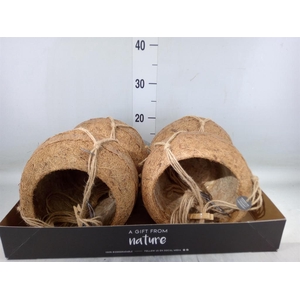 Pot   ...versierd H%