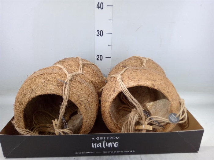 <h4>Pot   ...versierd H%</h4>