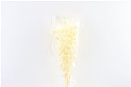 <h4>Dried Nigella Orient Bleached Bunch Poly</h4>