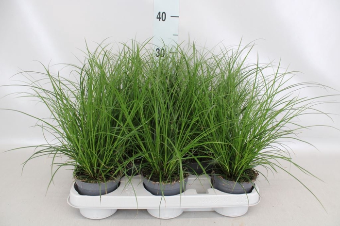 <h4>Carex brunnea</h4>