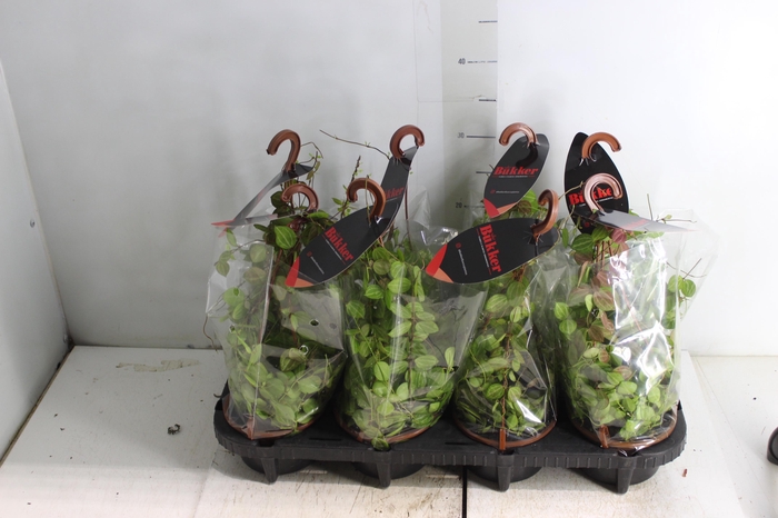 <h4>DISCHIDIA OVATA C13</h4>