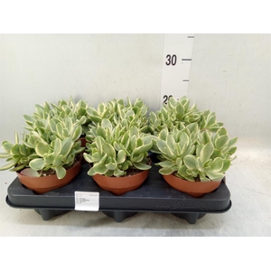 Crassula   ...