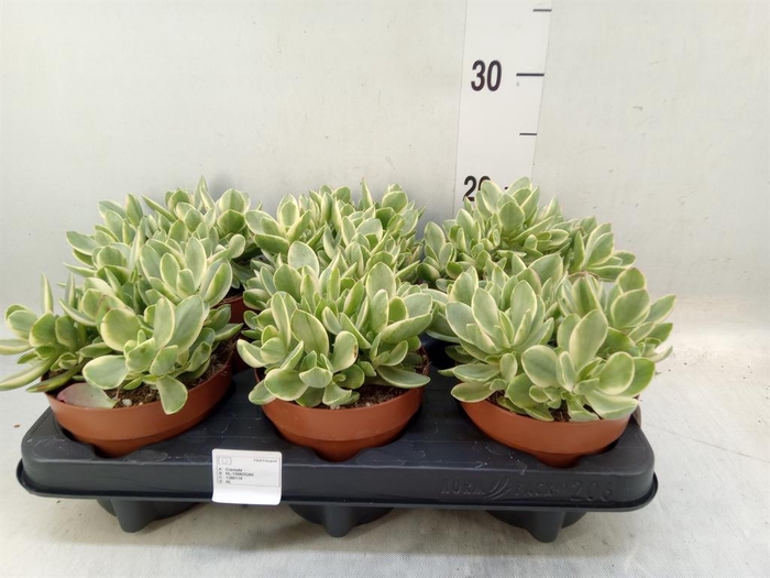 <h4>Crassula   ...</h4>