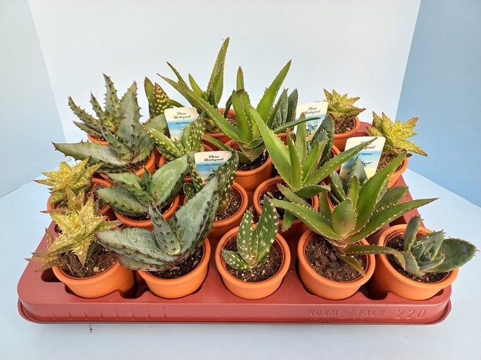 <h4>Aloe Gemengd Keramiek Terracotta</h4>