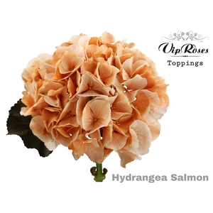 HYDR M SALMON L 70 CM