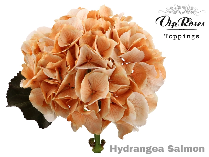 <h4>HYDR M SALMON L 70 CM</h4>