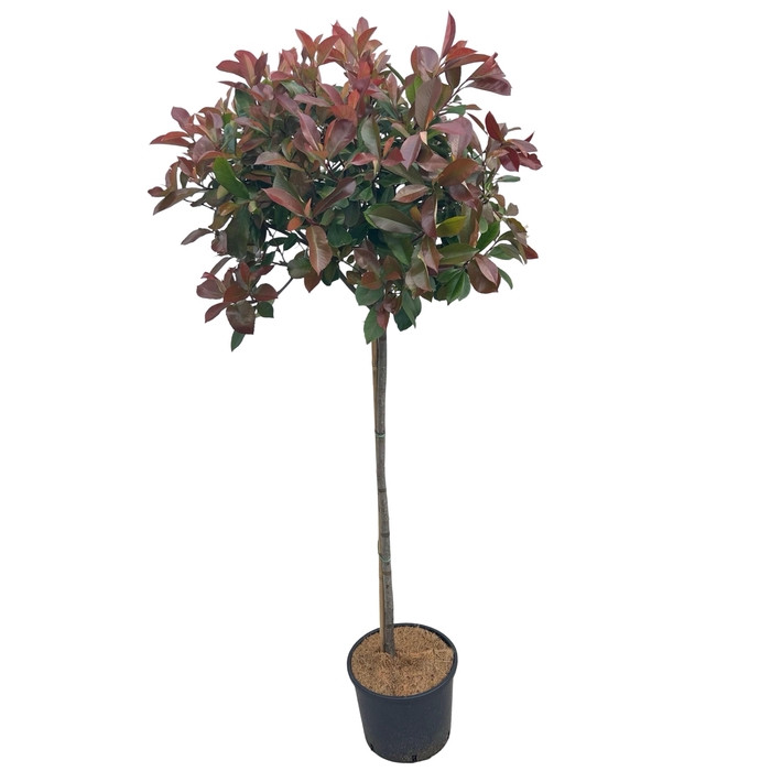 <h4>Photinia 'Red Robin' sense Stam 100cm</h4>
