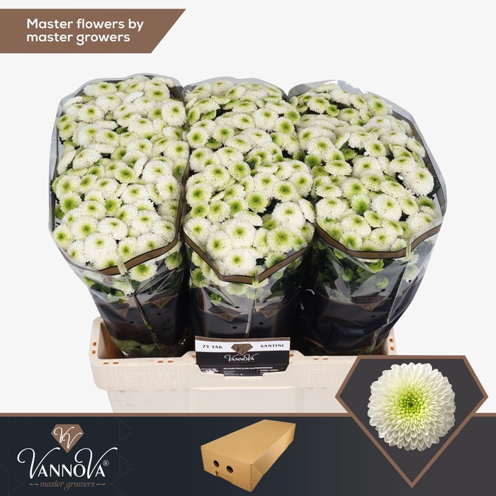 <h4>Chr S Maverick White</h4>