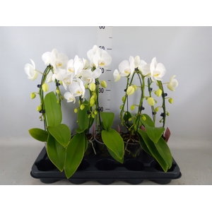 Phalaenopsis   ...white