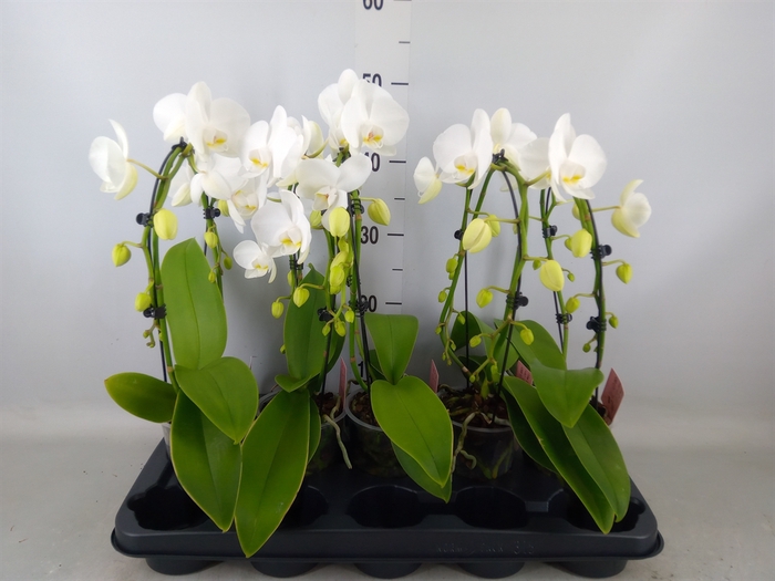 <h4>Phalaenopsis   ...white</h4>