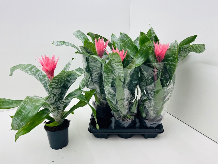 <h4>AECH FAS PRIMERA</h4>