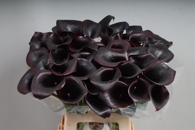 <h4>Calla Call Ceara</h4>