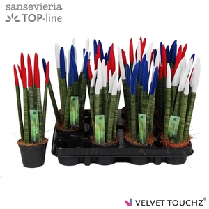 Sansevieria VELVET TOUCHZ® Mix Frankrijk
