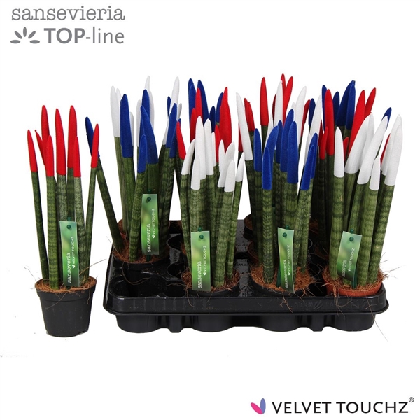 <h4>Sansevieria VELVET TOUCHZ® Mix Frankrijk</h4>