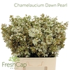 Chamelaucium Dawn Pearl