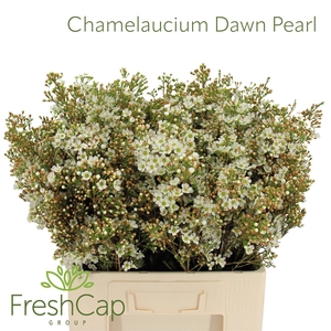 Chamelaucium Dawn Pearl