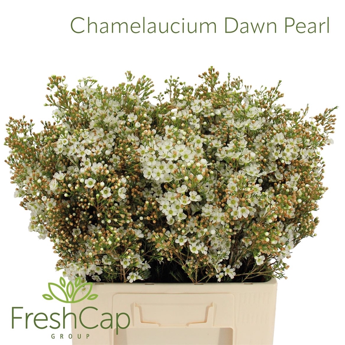 <h4>Chamelaucium Dawn Pearl</h4>