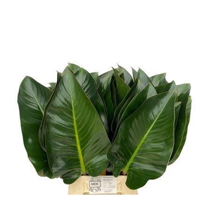 Philodendron  'Red Beauty'