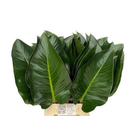 <h4>Philodendron  'Red Beauty'</h4>