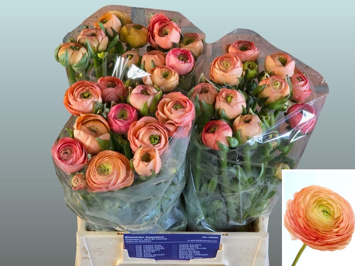 <h4>RAN AAZUR SALMON</h4>