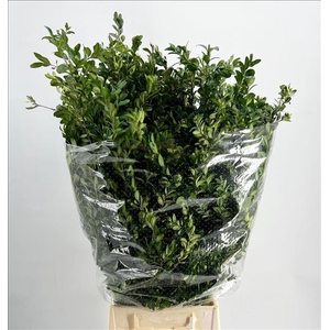 Buxus Per Bunch
