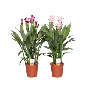 Curcuma gemengd 15cm