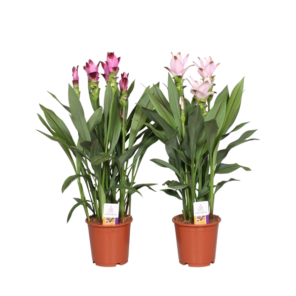 <h4>Curcuma gemengd 15cm</h4>