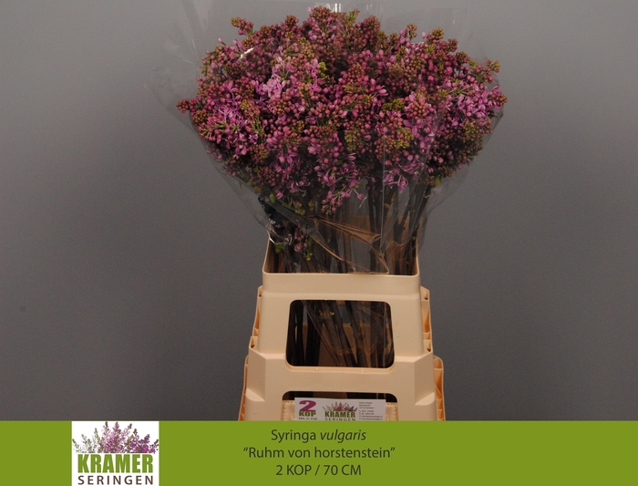 <h4>SYR V R V HORSTENST</h4>