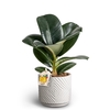 FICUS ELASTICA P10 SOFIA DUNE