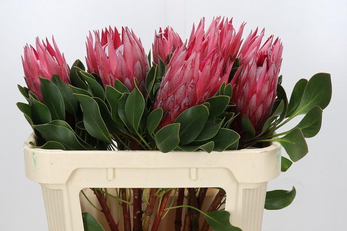 <h4>Protea Cynaroides Madiba</h4>