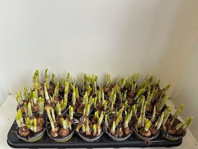 <h4>9 cm tete a tete</h4>