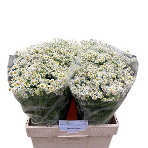 Tanacetum Pa Cameron