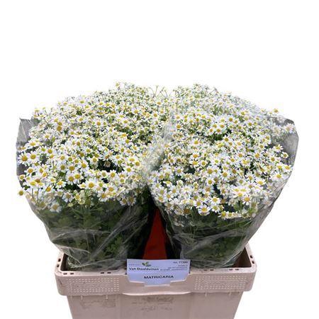 <h4>Tanacetum Pa Cameron</h4>